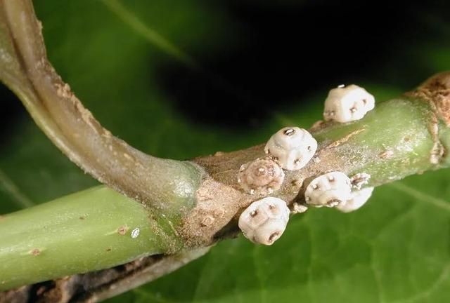 夏天烦人的蚧壳虫，有太多方法预防和清除了，赶紧学起来