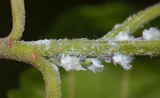 夏天烦人的蚧壳虫，有太多方法预防和清除了，赶紧学起来