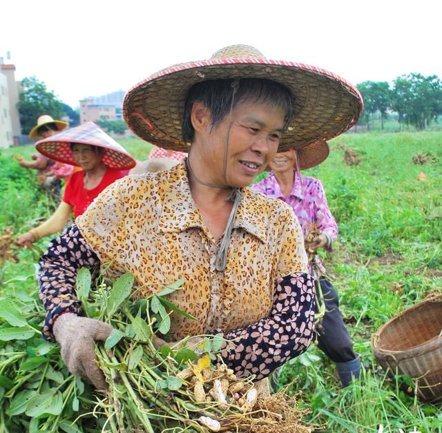 梅州兴宁宁新街道：撂荒地长出“金豆子”，七彩花生种植带来好“钱”景