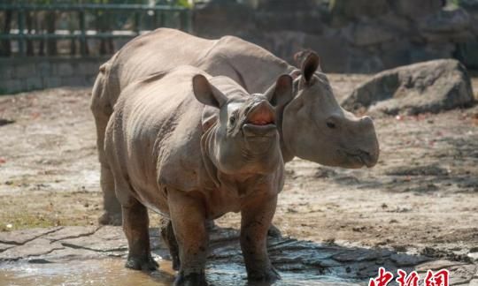 来自尼泊尔的亚洲独角犀牛正式和国人见面 会撒娇、会卖萌