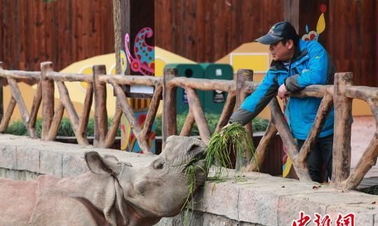 来自尼泊尔的亚洲独角犀牛正式和国人见面 会撒娇、会卖萌