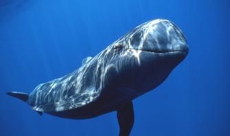 世界上寿命最长的动物不是乌龟，而是活了211年的巨头鲸鱼
