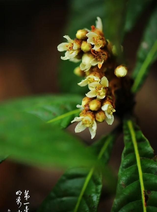 【栖霞山·植物百科】枇杷：庭上枇杷树，于卿别时栽