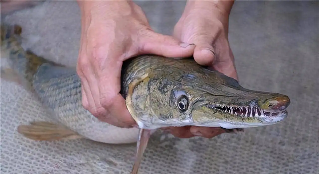 抽干20万立方米的水，只为捕捞1条鱼！入侵生物鳄雀鳝有多恐怖？