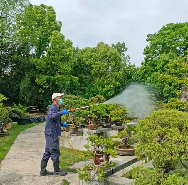 家养植物长蚜虫了怎么办？上海植物园给你支招