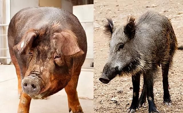 揭开猪的“身世之谜”，带你了解猪的起源，以及猪字的演化史