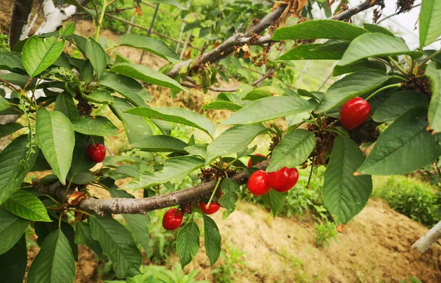 300万亩国产车厘子的“阴暗面”：跟风种植成灾，有人倾家荡产