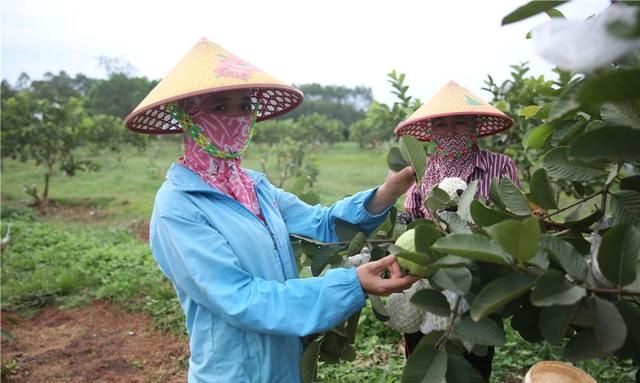 扶贫行56|赤红软嫩 鲜甜绵滑 临高天地共享农庄300亩红心芭乐喜迎