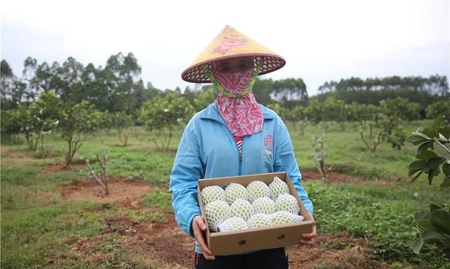 扶贫行56|赤红软嫩 鲜甜绵滑 临高天地共享农庄300亩红心芭乐喜迎