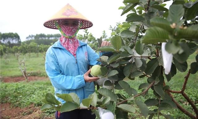 扶贫行56|赤红软嫩 鲜甜绵滑 临高天地共享农庄300亩红心芭乐喜迎