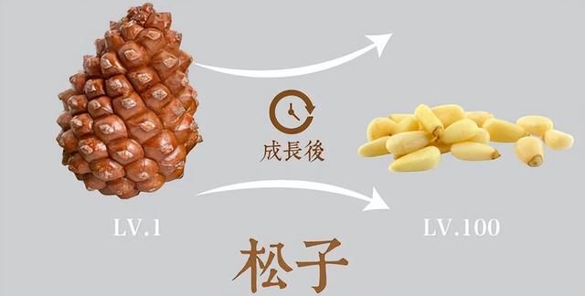 11种美味坚果长树上的时候，你认识其中几种？其中3种东北不少