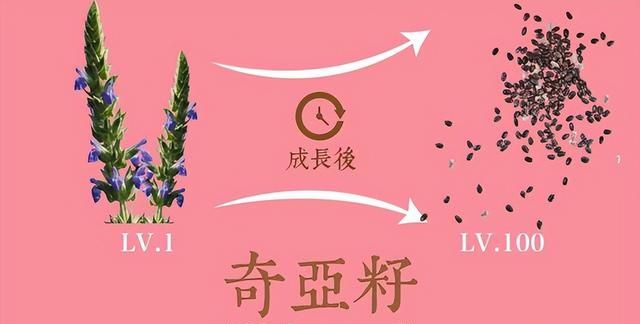 11种美味坚果长树上的时候，你认识其中几种？其中3种东北不少