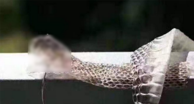 深圳发现2米长蟒蛇蜕皮，看上去异常虚弱！蛇蜕皮时会攻击人吗？