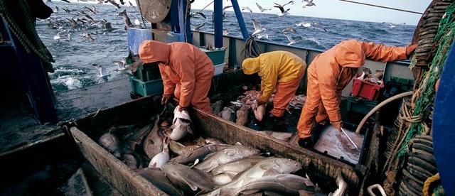 大西洋鳕鱼：欧美开发500多年，百万吨“贵族鱼”为何破产？