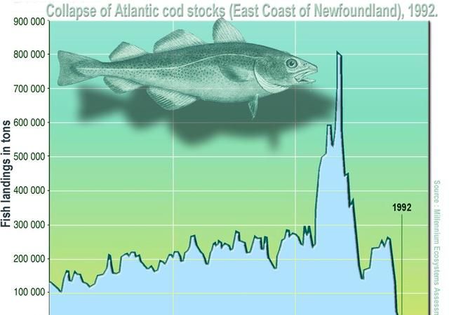 大西洋鳕鱼：欧美开发500多年，百万吨“贵族鱼”为何破产？