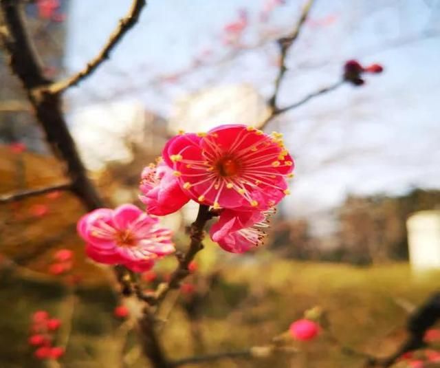 花花物语|坚贞红梅 只把春来报