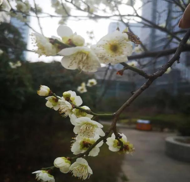 花花物语|坚贞红梅 只把春来报