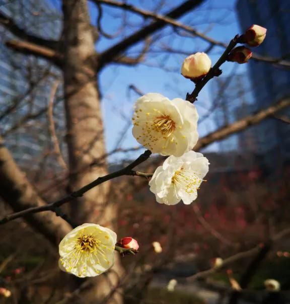 花花物语|坚贞红梅 只把春来报