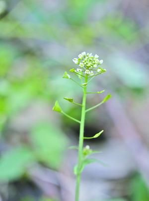 厦门市民最喜欢的野菜(厦门野菜一览表)图6