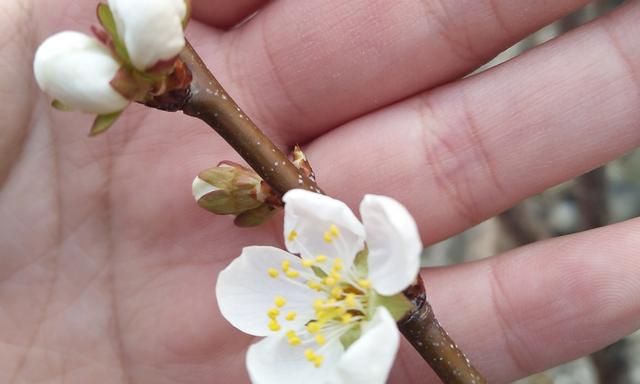 解剖一朵受精的完全花（以梅树的花为例）