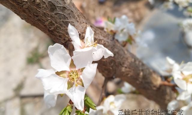 解剖一朵受精的完全花（以梅树的花为例）