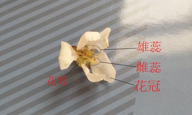 解剖一朵受精的完全花（以梅树的花为例）