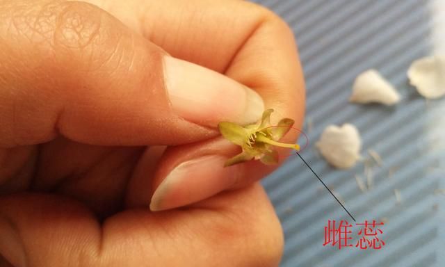 解剖一朵受精的完全花（以梅树的花为例）