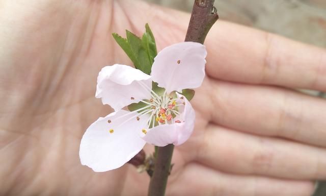 解剖一朵受精的完全花（以梅树的花为例）