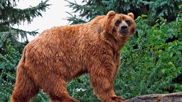 带您欣赏，世界上体型大的几种熊