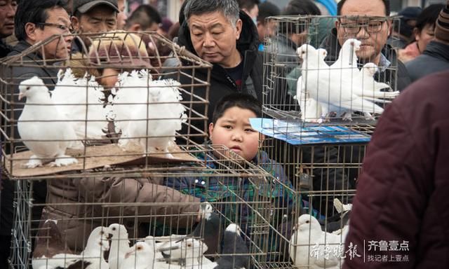 以鸽会友！500年历史恩城鸽子会聚起千万产业……