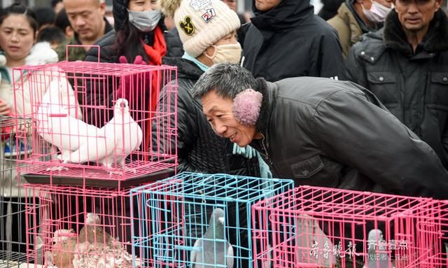 以鸽会友！500年历史恩城鸽子会聚起千万产业……