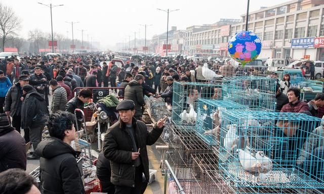 以鸽会友！500年历史恩城鸽子会聚起千万产业……