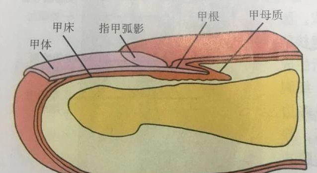 小小指甲，大大学问！从指甲形态看身体健康状态