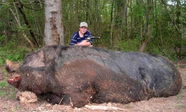 巨物恐惧症患者预警，18岁的青蛙，16厘米的天牛，野猪重953.45斤
