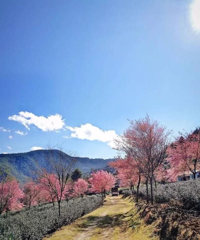 大美云南丨去大理无量山樱花谷，听花开的声音