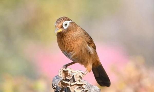 受人欢迎的画眉鸟，一般具有哪几个特征？