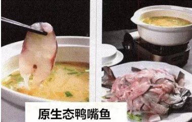 旺销特色汤锅—原生态鸭嘴鱼，年盈利额过百万