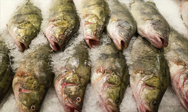 22种鱼的辨别图片，带你认识不同的鱼和吃法，买鱼前不妨看看