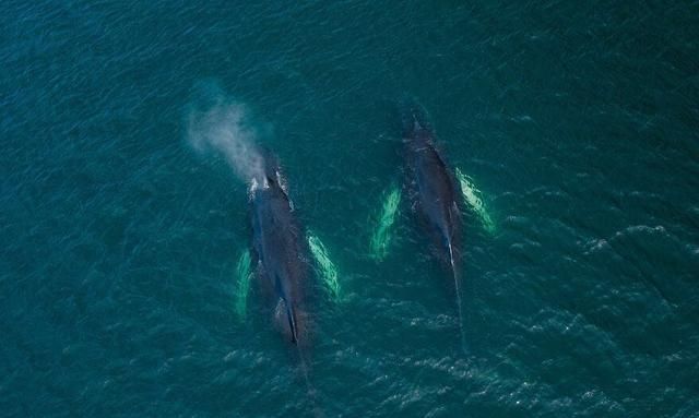 数十头座头鲸抵达纽芬兰小镇，摄影师用无人机拍下这些美丽的巨人