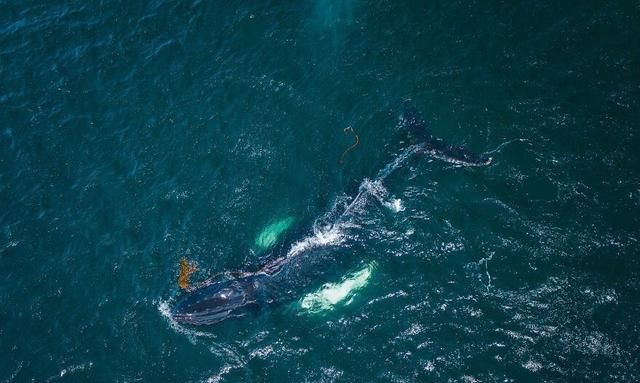 数十头座头鲸抵达纽芬兰小镇，摄影师用无人机拍下这些美丽的巨人