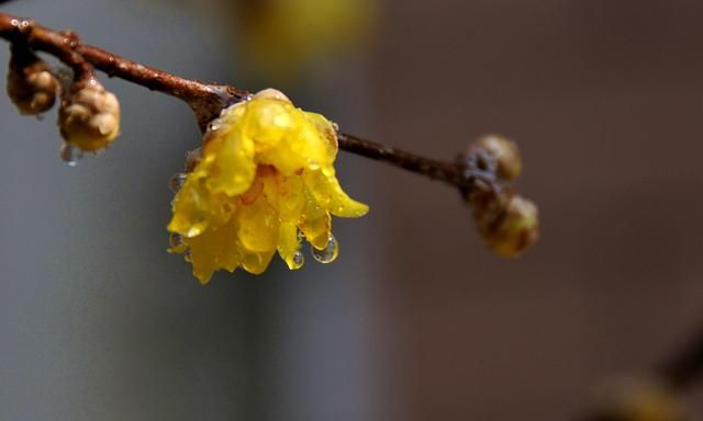 蜡梅花开，梅香如故