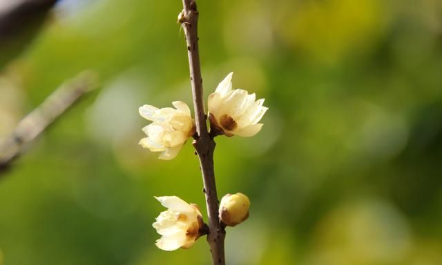 蜡梅花开，梅香如故