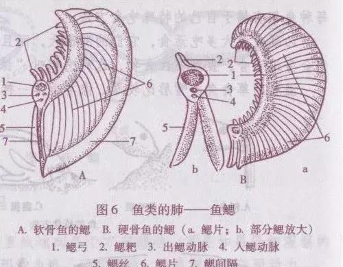 金鱼的四个属性介绍（视力、听力、呼吸、感觉器官）