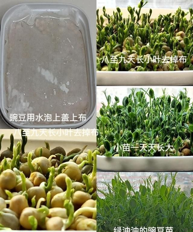 在家自己水培豌豆苗，无添加绿色又美味，凉拌豌豆苗清脆爽口