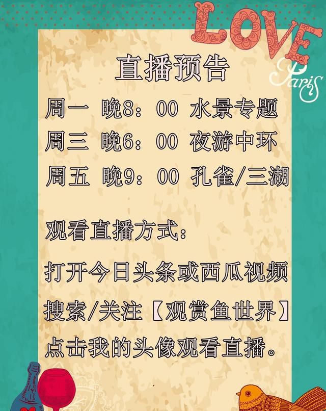 家庭饲养孔雀鱼49个常见问题/观赏鱼世界（热带鱼/孔雀）