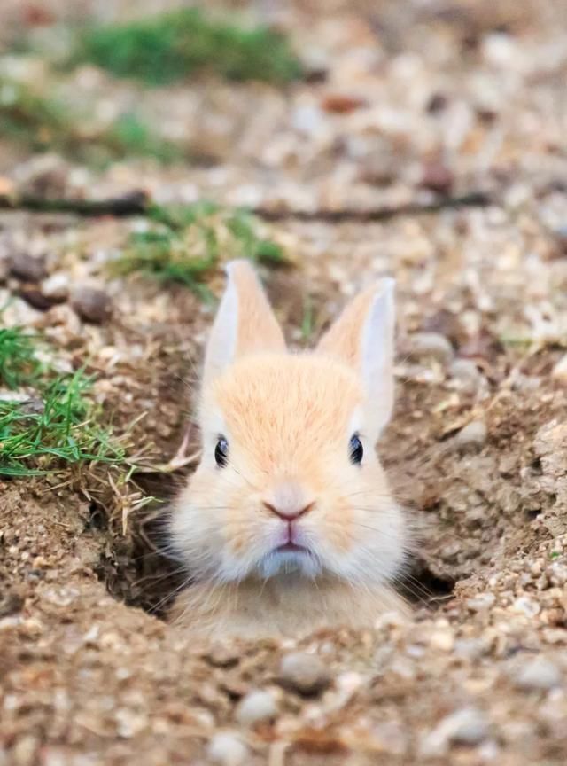 兔子耳朵为什么竖起来？嘴巴为什么是三瓣？这些小知识你知道吗→