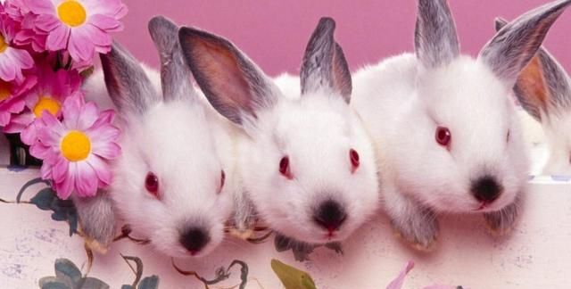 兔子耳朵为什么竖起来？嘴巴为什么是三瓣？这些小知识你知道吗→