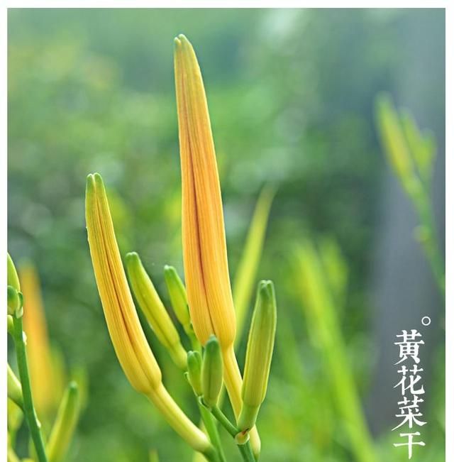 邵东县黄花菜种质资源与传统栽培技术要点