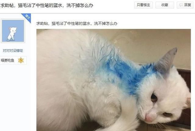 猫咪沾了脏东西怎么洗？攻略统统在这里