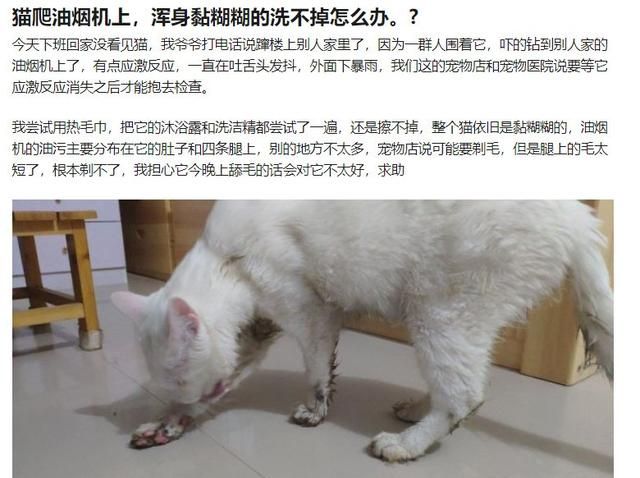 猫咪沾了脏东西怎么洗？攻略统统在这里